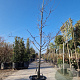Cercis can. 'Forest Pansy' 300-350 cm container meerstammig