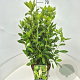 Clethra alnifolia 60-70 cm 10L