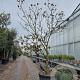 Clerodendrum trichotomum 250-300 cm container meerstammig extra