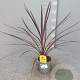 Cordyline aus. 'Red Star' 40-50 cm C1.2