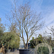 Cornus florida 400-450 cm container solitair