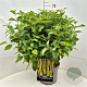 Cornus sericea 'Flaviramea' 60-70 cm 10L