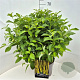 Cornus sericea 'Flaviramea' 60-70 cm 10L