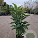 Eriobotrya japonica 60-80 cm 10L