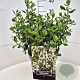 Escallonia 'Iveyi' 30-35 cm 10L