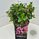 Escallonia laevis Pink Elle 30-35 cm 10L