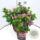 Escallonia laevis Pink Elle 30-35 cm 10L