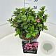 Escallonia laevis Pink Elle 30-35 cm 10L
