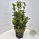 Euonymus jap. 'Ovatus Aureus' 50-60 cm 20L