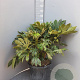 Fatsia japonica 'Spider's Web' 60-80 cm container