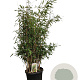 Fargesia nitida 'Volcano' 100-125 cm 15L