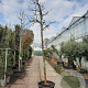 Ficus car. 'Brogiotto Bianco' 220 cm stam container 20-25