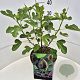 Ficus car. 'Brown Turkey' 40 cm 10L
