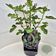 Ficus car. 'Brown Turkey' 40 cm 10L