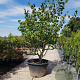 Hamamelis mollis 250-300 cm container meerstammig Bladkleur