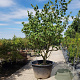 Hamamelis mollis 250-300 cm container meerstammig Bladkleur