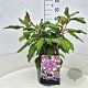 Hydrangea asp. 'Macrophylla' 40 cm 10L