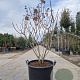 Hydrangea pan. 'Wim's Red' 120-140 cm container piramide