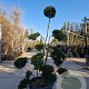 Ilex crenata 'Kimmei' 120-140 cm container schaalvorm bonsai