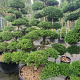 Ilex crenata 'Kimmei' 200-225 cm container met stok