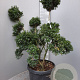 Ilex crenata 'Kimmei' 80-100 cm container bonsai