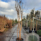 Lagerstroemia indica 250-300 cm container meerstammig