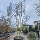 Lagerstroemia indica 300-350 cm cont. 150L meerstammig