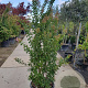 Lagerstroemia i. 'Rosea Nova' 175-200 cm cont. 70L meerstammig