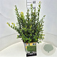 Ligustrum vulg. 'Atrovirens' 40-50 cm 10L