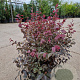Loropetalum c. Black Pearl 40-60 cm 7,5L