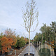 Magnolia 'Galaxy' 200 cm stam container 35-40
