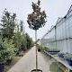 Magnolia grand. 'Galissonnière' 200 cm stam container 14-16 hoge lei