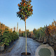 Magnolia grand. 'Galissonnière' 200 cm stam container 14-16 hoge lei