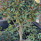 Magnolia grand. 'Goliath' 150-175 cm container solitair 40-45