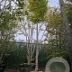 Magnolia kobus 200 cm stam container 18-20 leiboom