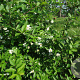 Mespilus germanica 250-300 cm container meerstammig