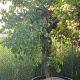 Morus alba 140 cm stam container 80-100 bol