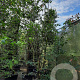 Parrotia persica 400-450 cm container meerstammig