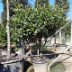 Photinia fraseri 'Red Robin' 150-175 cm container solitair 40-45