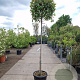 Photinia fraseri 'Red Robin' 160 cm stam container 8-10