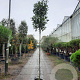 Photinia fraseri 'Red Robin' 200 cm 30L 10-12