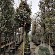 Photinia fraseri 'Red Robin' 200 cm stam container 18-20 leiboom