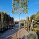 Photinia fraseri 'Red Robin' 220 cm stam container 12-14