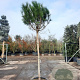 Pinus pinea 160 cm stam container 16-18