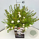Potentilla f. 'Abbotswood' 35-40 cm 10L