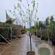 Prunus ar. 'Polonais' 100 cm stam container 12-14