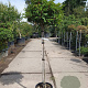 Prunus l. 'Angustifolia' 100 cm stam container 10-12