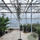 Prunus l. 'Caucasica' 160 cm stam container 10-12