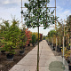 Prunus l. 'Caucasica' 200 cm stam container 14-16 hoge lei