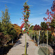 Pyracantha coccinea 120 cm stam container 14-16